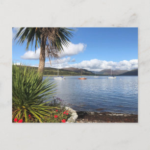 Sunshine in Scotland. Bay with Palm Trees & Yachts Postcard