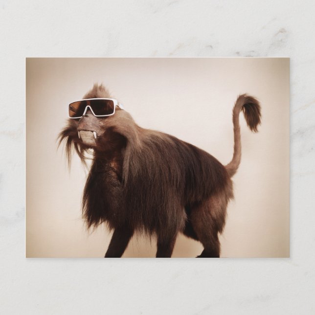 sunshine monkey postcard (Front)