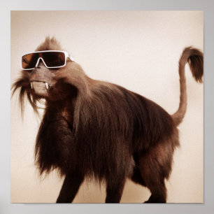 sunshine monkey poster