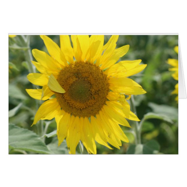 SUNSHINE NOTES (Front Horizontal)