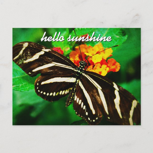 “Sunshine” quote black butterfly photo postcard (Front)