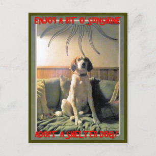 Sunshine Shelter Dog Postcard