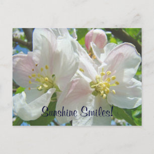 Sunshine Smiles! Custom postcards Apple Blossoms