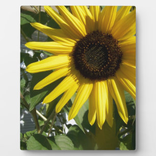 Sunshine Sunflower Plaque