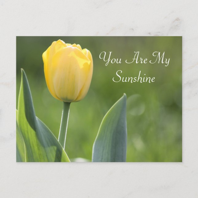 Sunshine Tulip Photography Postcard (Front)