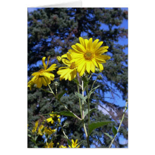 Sunshiny day!