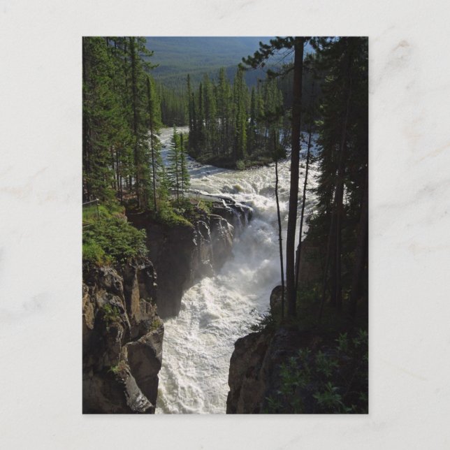 Sunwapta Falls Postcard (Front)