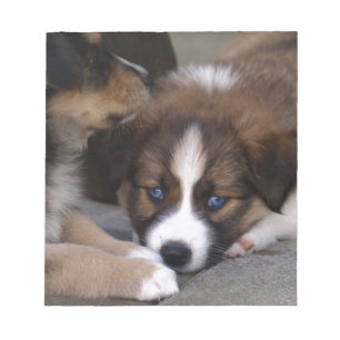 Super Cute Australian Shepherd Puppy Notepad