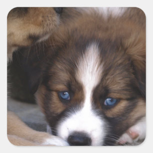 Super Cute Australian Shepherd Puppy Square Sticker