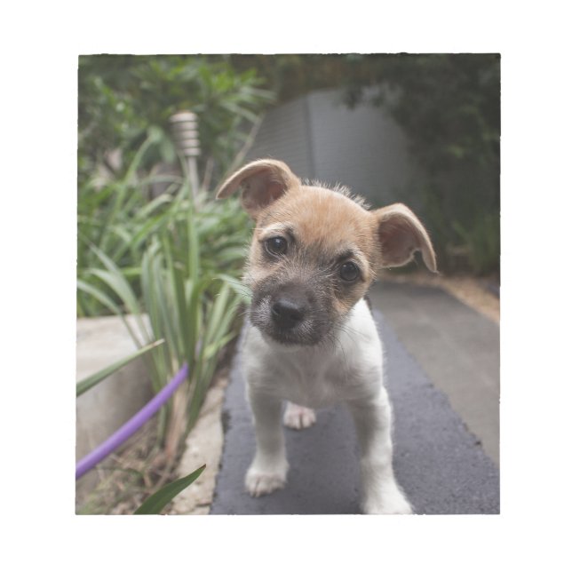 Super Cute Border Terrier puppy Notepad (Front)