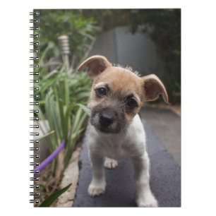 Super Cute Border Terrier puppy Spiral Notebook