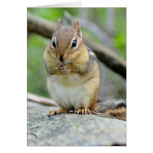 Super Cute Chipmunk Posing Sweetly