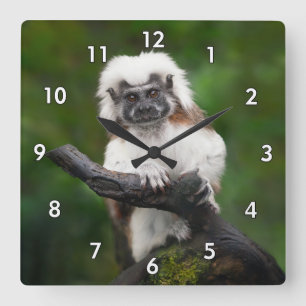 Super Cute Cotton Top Tamarin Primate Square Wall Clock
