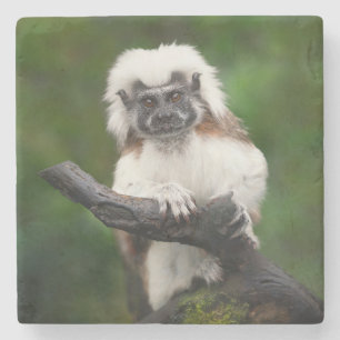 Super Cute Cotton Top Tamarin Primate Stone Coaster