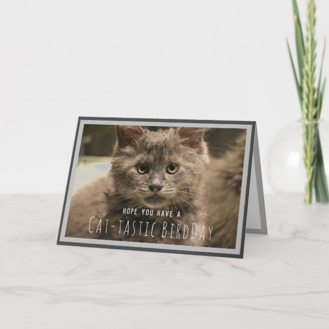 Super Cute Grey Kitten Funny Birthday Card (Front)