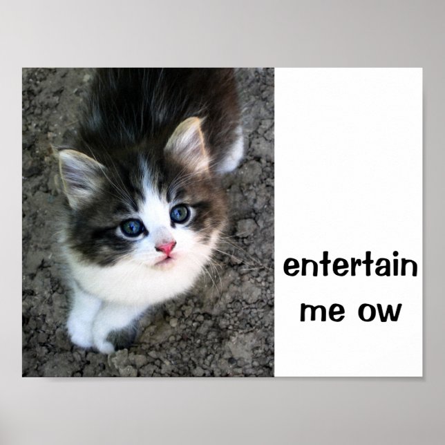 SUPER CUTE Kitten Customisable Poster (Front)
