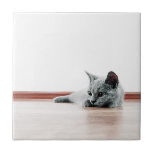 SUPER CUTE Kitten Portrait Photograph Tile