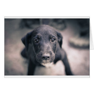 Super Cute Puppy Dog