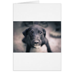 Super Cute Puppy Dog