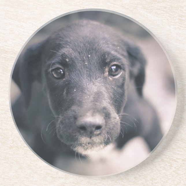 Super Cute Puppy Dog Coaster (Front)