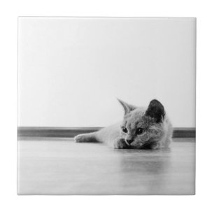 Super Cute Scottish Fold Kitten Cat Tile