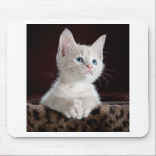 Super Cute White Kitten Mouse Pad