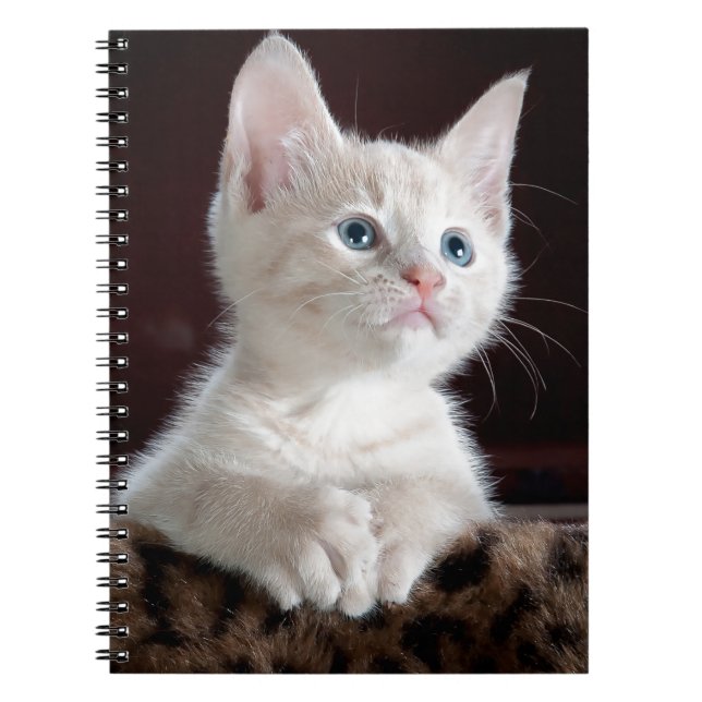 Super Cute White Kitten Spiral Notebook (Front)