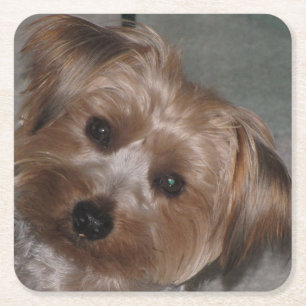 Super Sweet Yorkie Coaster Set