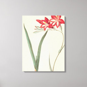 Superb Corn-Flag Canvas Print