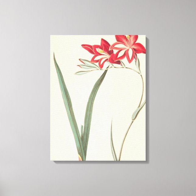 Superb Corn-Flag Canvas Print (Front)