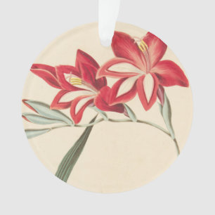 Superb Corn-Flag Ornament