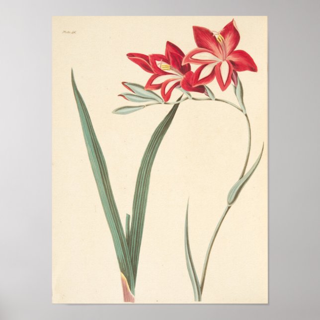 Superb Corn-Flag Poster (Front)