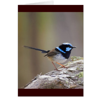 Superb Fairy-wren