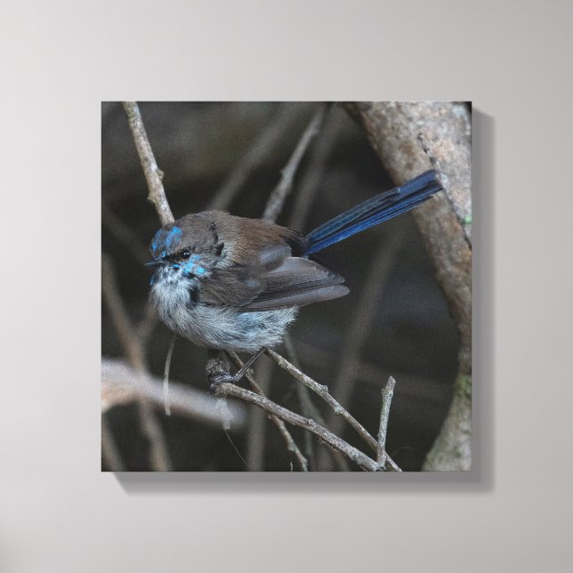 Superb Fairy-wren Bird Australia Canvas Print (Front)