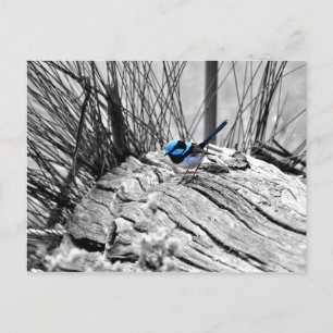 Superb Fairy Wren Blue Bird Postcard