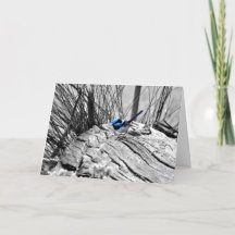 Superb Fairy Wren Greeting Card