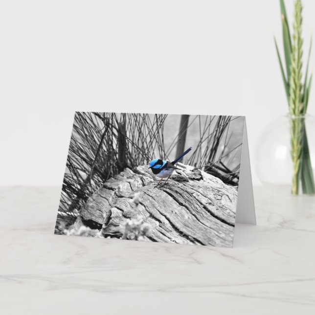 Superb Fairy Wren Greeting Card (Front)