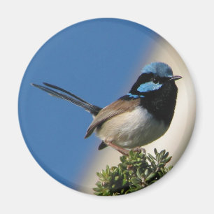 Superb Fairy wren Magnet