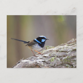 Superb Fairy-wren Postcard