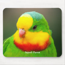 Superb Parrot