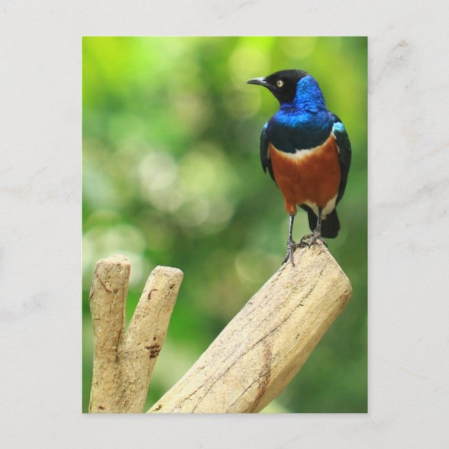 Superb Starling Postcard (Front)