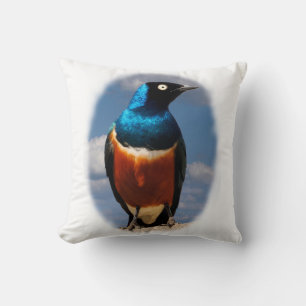 Superb starling seen from front cushion