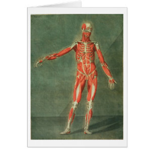 Superficial Muscular System of the Front of the Bo