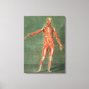 Superficial Muscular System of the Front of the Bo Canvas Print