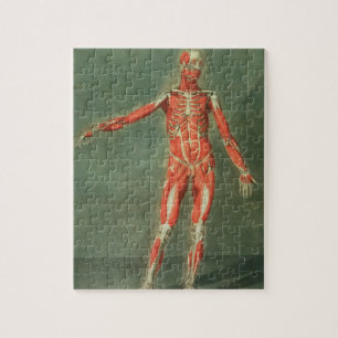 Superficial Muscular System of the Front of the Bo Jigsaw Puzzle