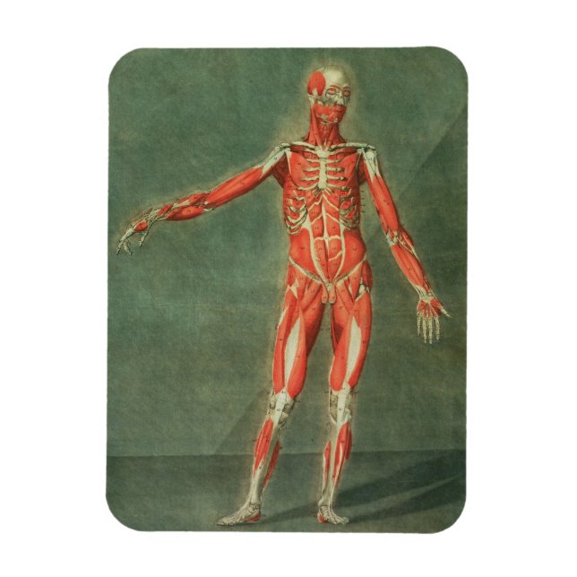 Superficial Muscular System of the Front of the Bo Magnet (Vertical)