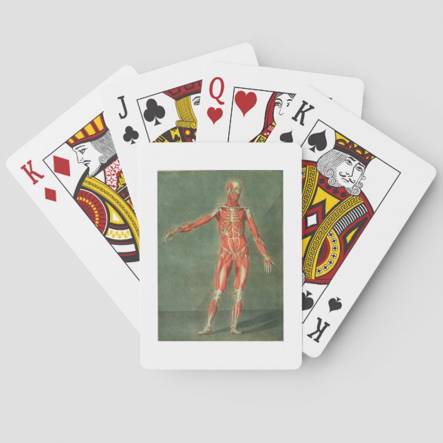 Superficial Muscular System of the Front of the Bo Playing Cards (Back)