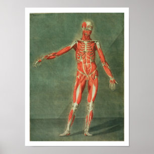 Superficial Muscular System of the Front of the Bo Poster