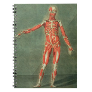 Superficial Muscular System of the Front of the Bo Spiral Notebook