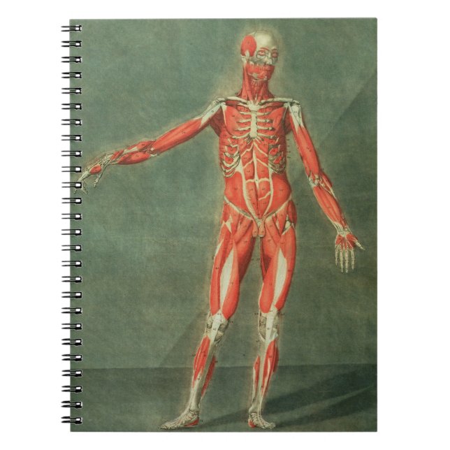 Superficial Muscular System of the Front of the Bo Spiral Notebook (Front)